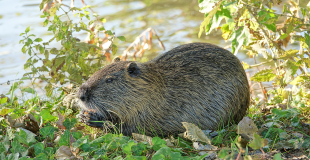 Ragondin, rongeur nuisible